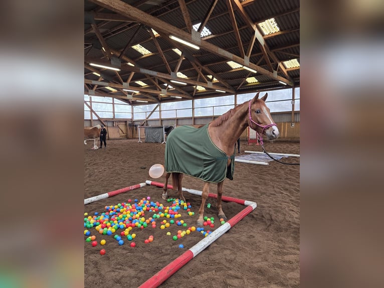 Hannover Castrone 3 Anni 163 cm Sauro in Fredenbeck