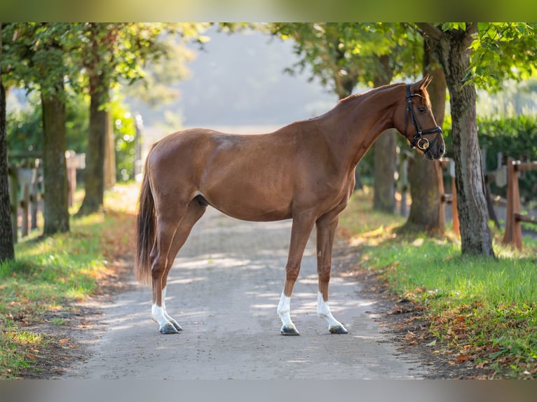 Hannover Castrone 3 Anni 163 cm Sauro in Verden (Aller)