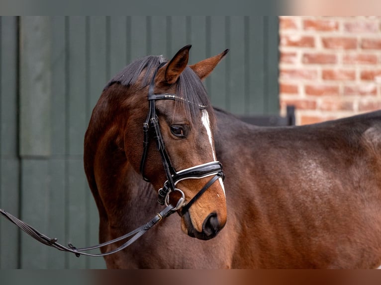 Hannover Castrone 3 Anni 164 cm Baio in Hanstedt