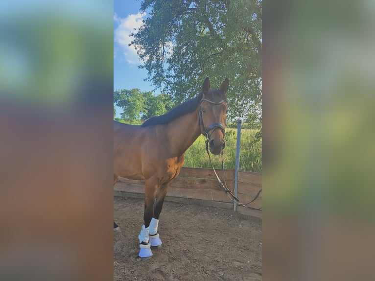 Hannover Castrone 3 Anni 164 cm Baio in Bruchsal