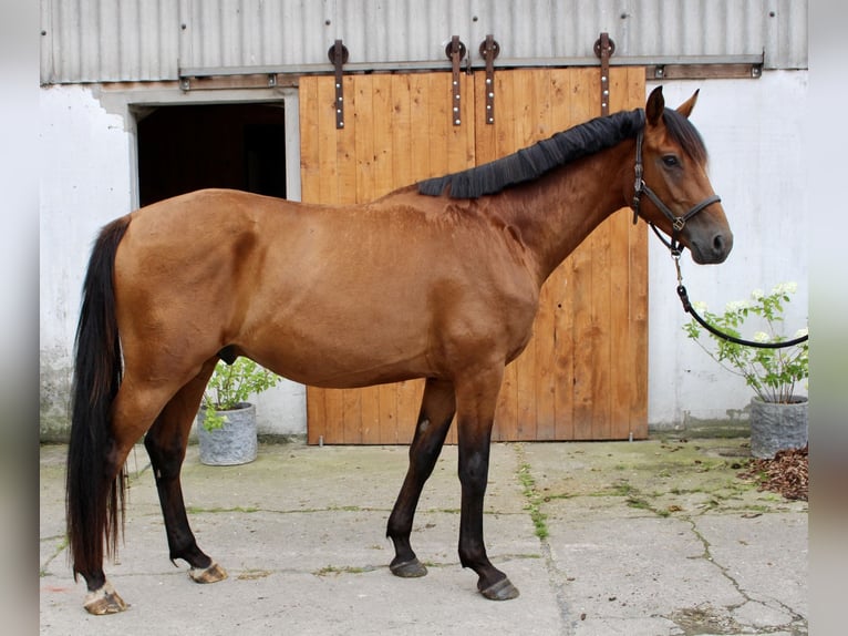 Hannover Castrone 3 Anni 164 cm Baio in Hagen im Bremischen