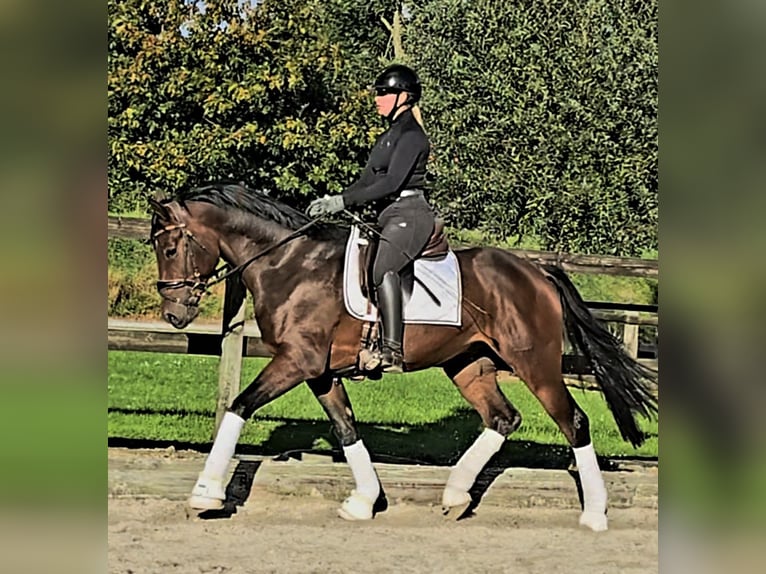 Hannover Castrone 3 Anni 164 cm Baio scuro in Kempen