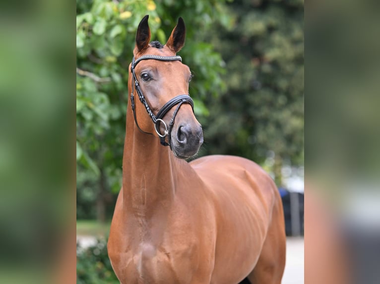 Hannover Castrone 3 Anni 165 cm Baio in Bad Bevensen
