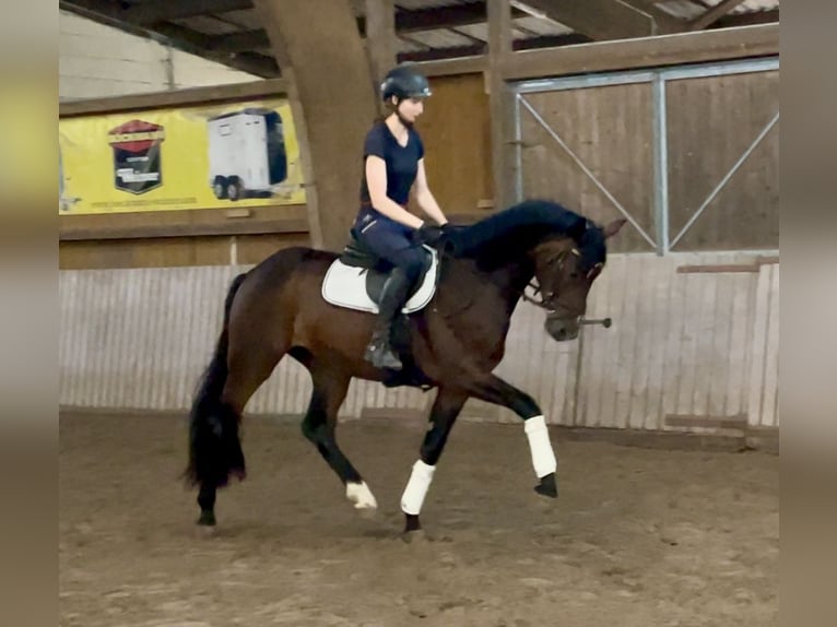 Hannover Castrone 3 Anni 165 cm Baio in Schenklengsfeld