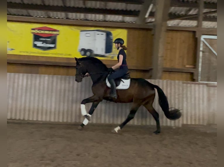 Hannover Castrone 3 Anni 165 cm Baio in Schenklengsfeld