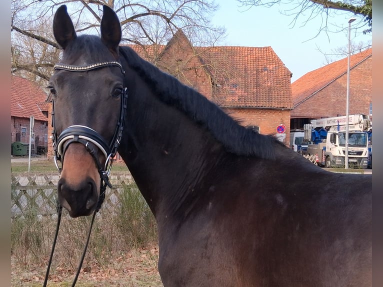 Hannover Castrone 3 Anni 165 cm Baio in Nienhagen