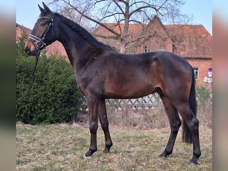 Hannover Castrone 3 Anni 165 cm Baio in Nienhagen