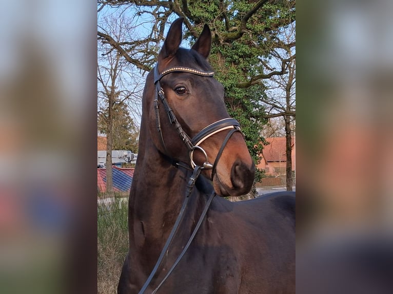 Hannover Castrone 3 Anni 165 cm Baio in Nienhagen