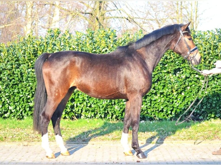 Hannover Castrone 3 Anni 165 cm Baio in Selsingen