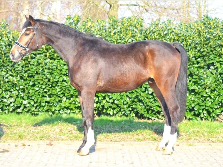 Hannover Castrone 3 Anni 165 cm Baio in Selsingen