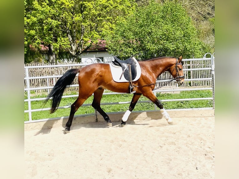 Hannover Castrone 3 Anni 165 cm Baio in Hetschburg