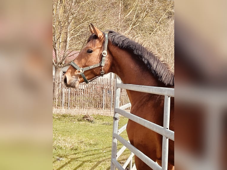 Hannover Castrone 3 Anni 165 cm Baio in Hetschburg