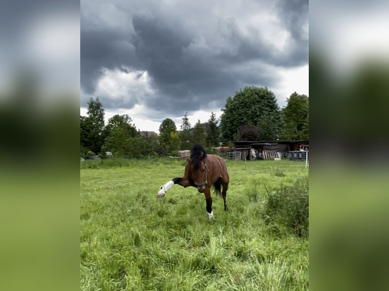 Hannover Castrone 3 Anni 165 cm Baio in Hetschburg