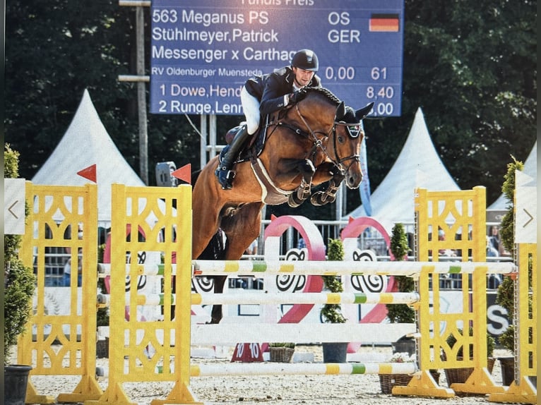 Hannover Castrone 3 Anni 165 cm Baio in Wedemark