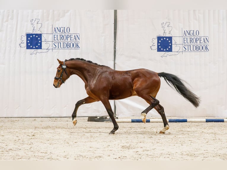 Hannover Castrone 3 Anni 165 cm Baio ciliegia in Ciechocin