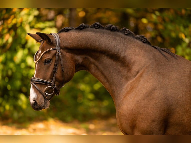 Hannover Castrone 3 Anni 165 cm Baio scuro in Wehringen