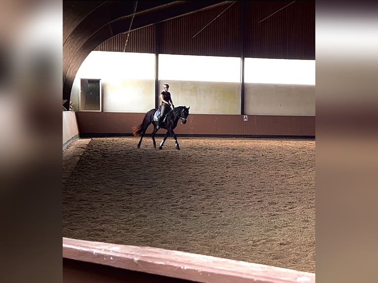 Hannover Castrone 3 Anni 165 cm Morello in Malente