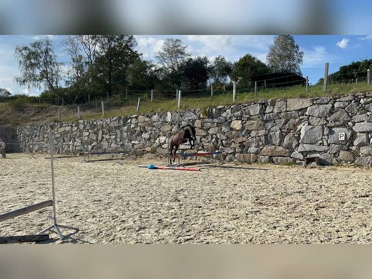 Hannover Castrone 3 Anni 165 cm Può diventare grigio in Klatovy