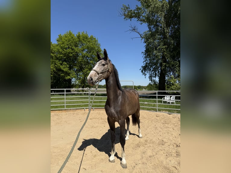 Hannover Castrone 3 Anni 165 cm Può diventare grigio in Deinste