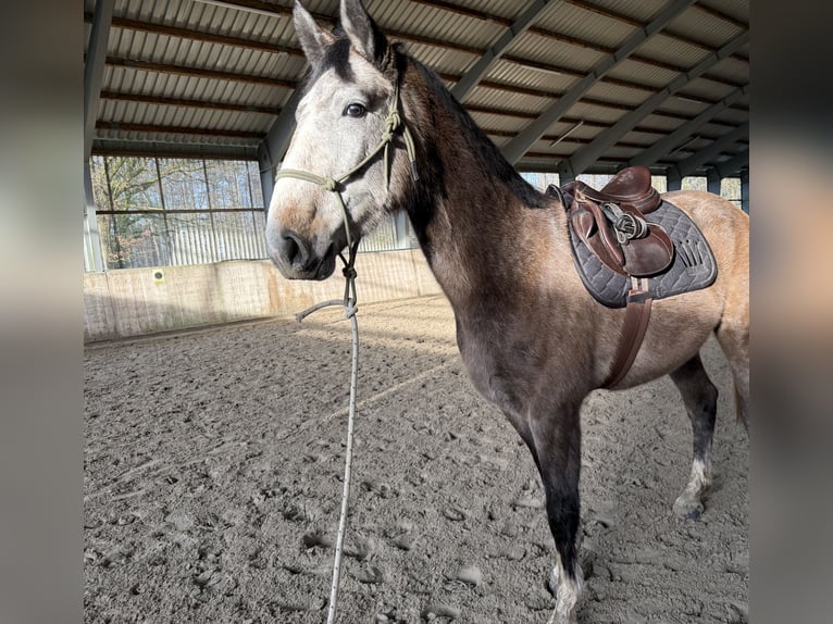Hannover Castrone 3 Anni 165 cm Può diventare grigio in Deinste