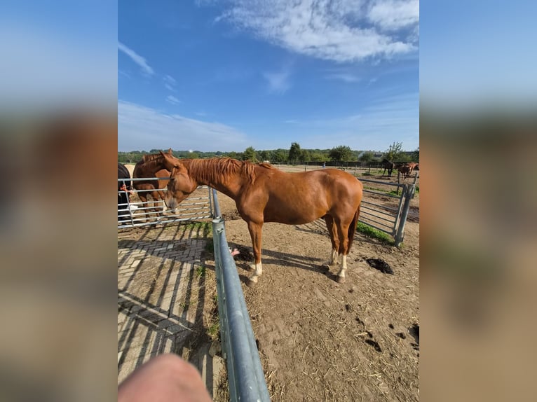 Hannover Castrone 3 Anni 165 cm Sauro in Aldenhoven