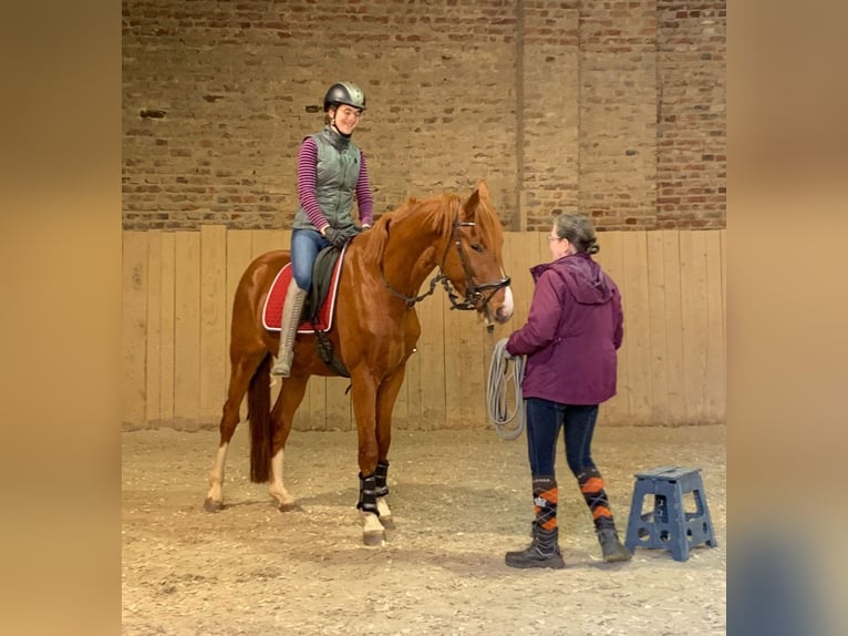 Hannover Castrone 3 Anni 165 cm Sauro in Aldenhoven