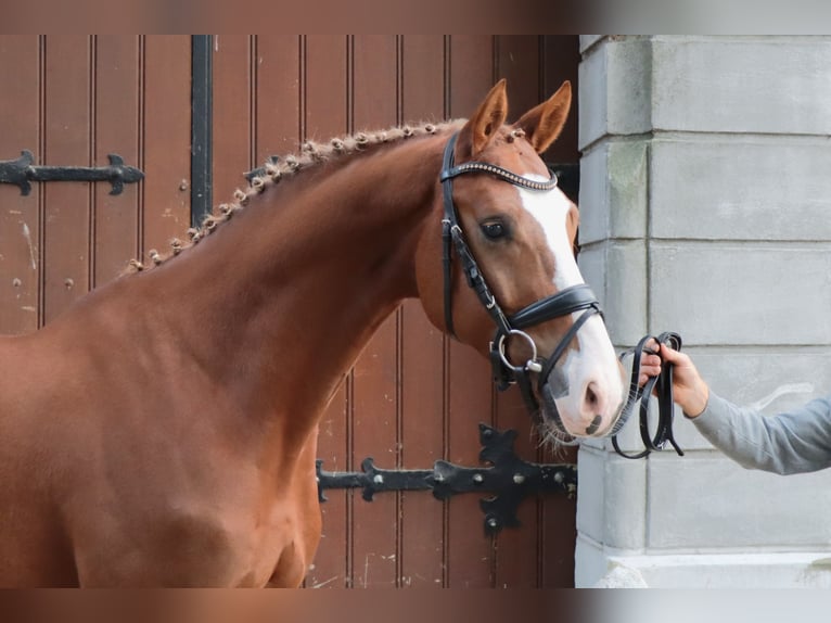 Hannover Castrone 3 Anni 165 cm Sauro in Celle