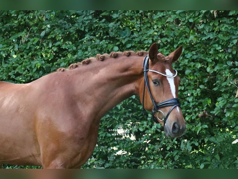 Hannover Castrone 3 Anni 165 cm Sauro in Recke, bei Osnabrück