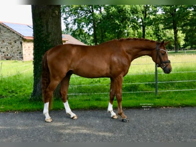 Hannover Castrone 3 Anni 165 cm Sauro in Recke, bei Osnabrück