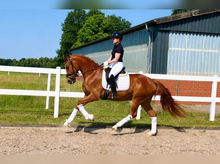 Hannover Castrone 3 Anni 165 cm Sauro in Recke, bei Osnabrück