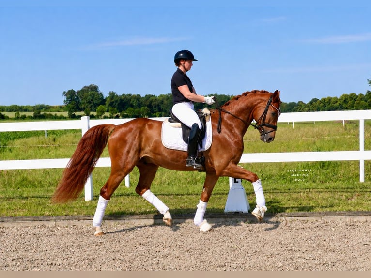 Hannover Castrone 3 Anni 165 cm Sauro in Recke, bei Osnabrück