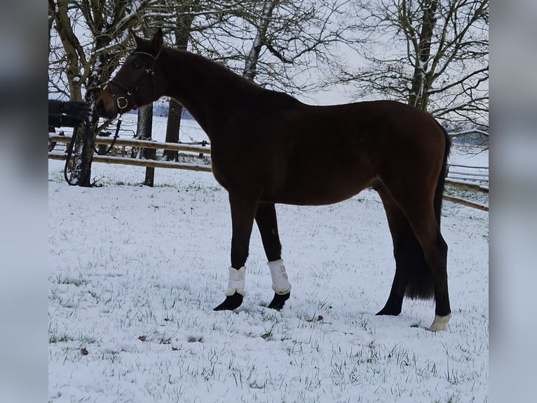 Hannover Castrone 3 Anni 166 cm Baio in Osterbruch