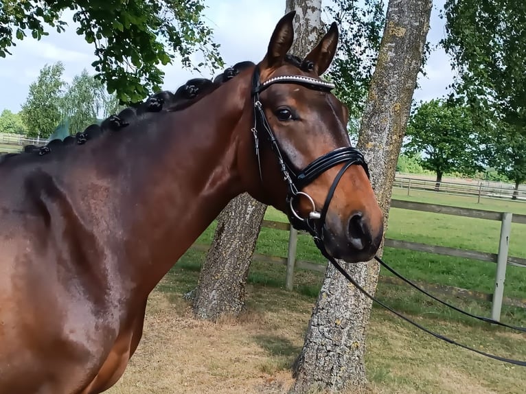 Hannover Castrone 3 Anni 166 cm Baio in Weyhe