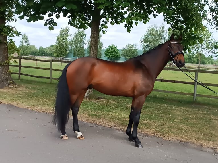 Hannover Castrone 3 Anni 166 cm Baio in Weyhe