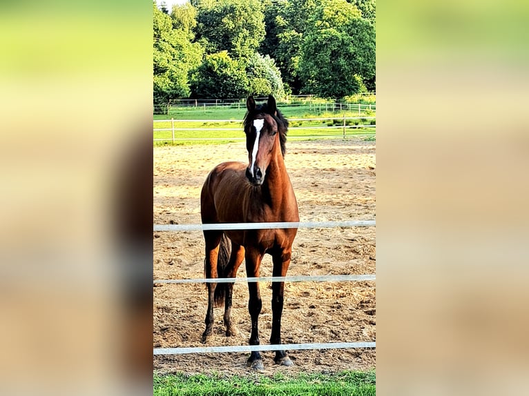 Hannover Castrone 3 Anni 166 cm Baio in Werlte