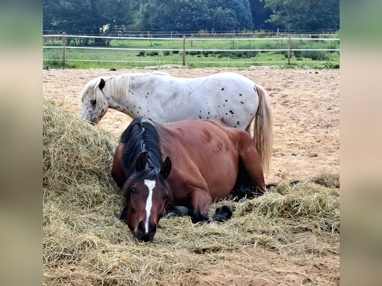 Hannover Castrone 3 Anni 166 cm Baio in Werlte