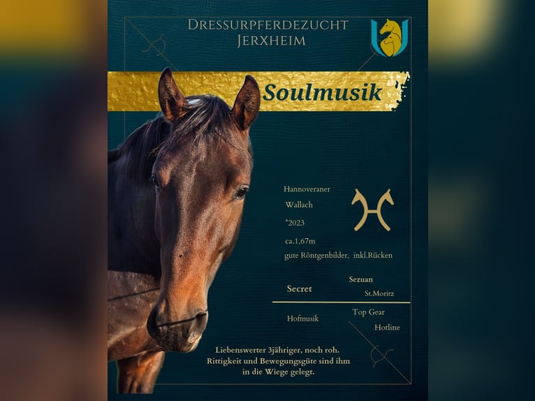 Hannover Castrone 3 Anni 166 cm Baio scuro in Jerxheim