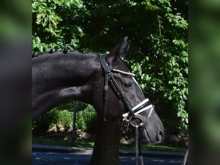Hannover Castrone 3 Anni 166 cm Morello in Fredenbeck