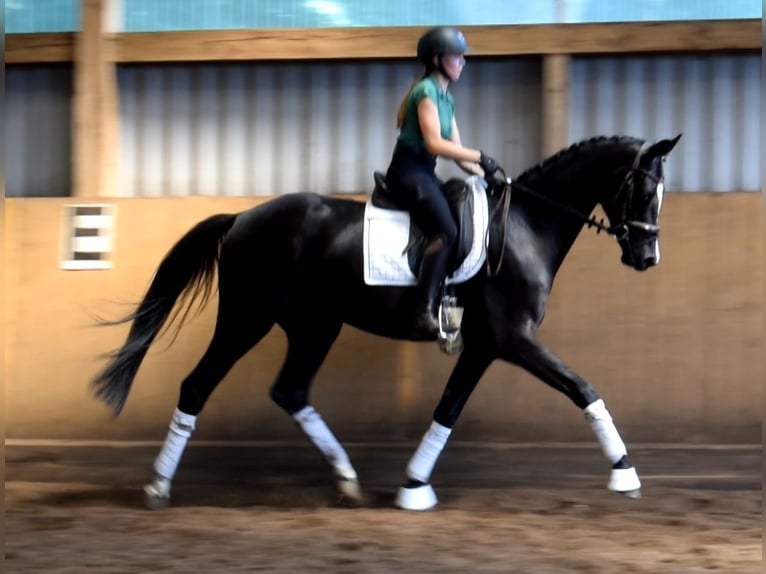 Hannover Castrone 3 Anni 166 cm Morello in Fredenbeck