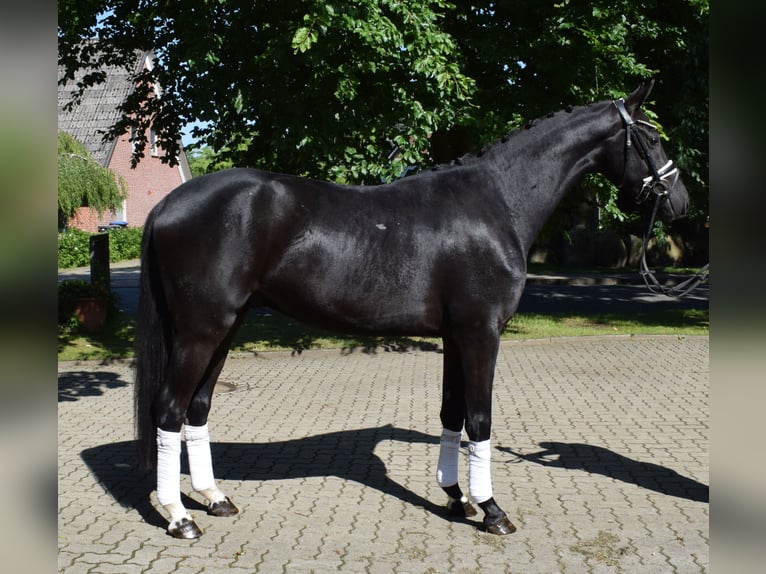 Hannover Castrone 3 Anni 166 cm Morello in Fredenbeck