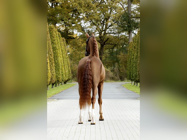 Hannover Castrone 3 Anni 166 cm Sauro in Steinfurt