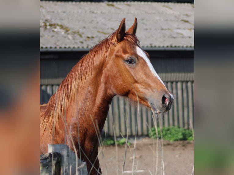 Hannover Castrone 3 Anni 166 cm Sauro in FarvenDeinstedt