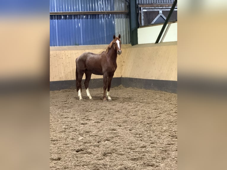 Hannover Castrone 3 Anni 166 cm Sauro in FarvenDeinstedt