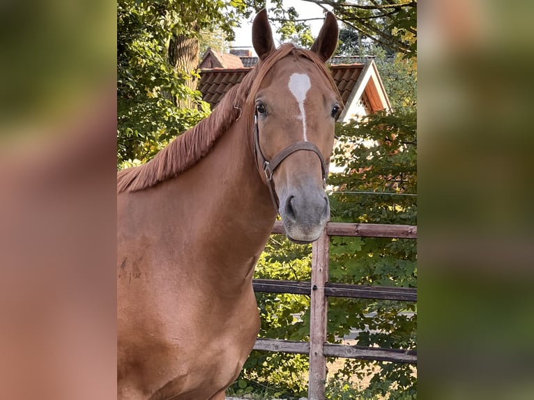 Hannover Castrone 3 Anni 166 cm Sauro in Wagenfeld