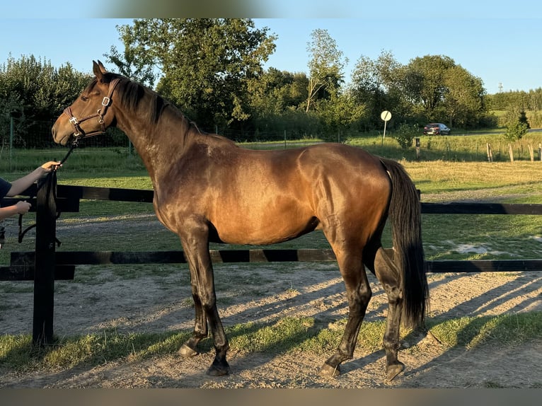 Hannover Castrone 3 Anni 167 cm Baio ciliegia in Jarosławiec