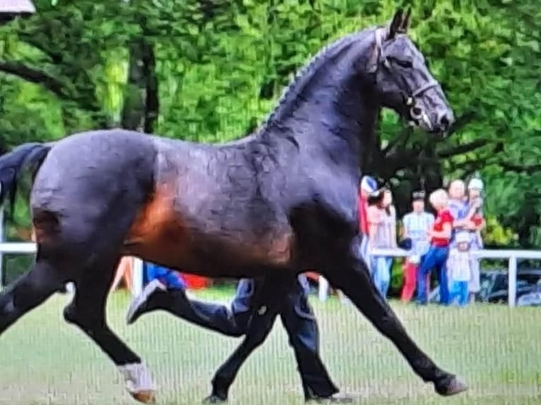 Hannover Castrone 3 Anni 167 cm Baio scuro in seehausen