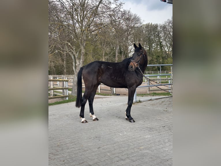 Hannover Castrone 3 Anni 167 cm Baio scuro in Leipzig