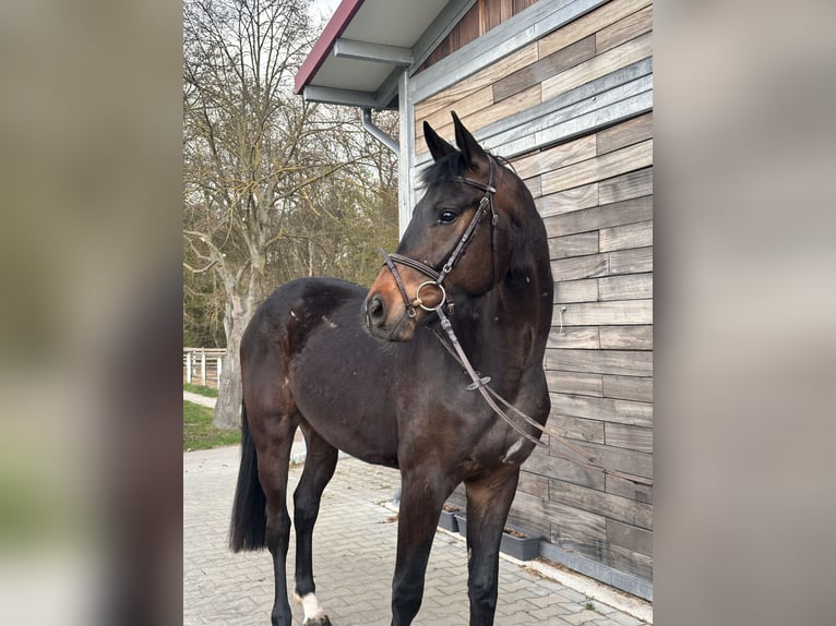 Hannover Castrone 3 Anni 167 cm Baio scuro in Leipzig