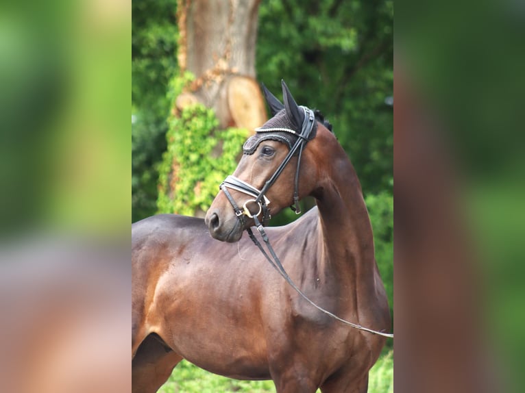 Hannover Castrone 3 Anni 167 cm Baio scuro in Ree&#xDF;um