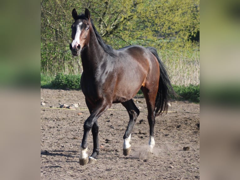 Hannover Castrone 3 Anni 167 cm Baio scuro in Deinstedt